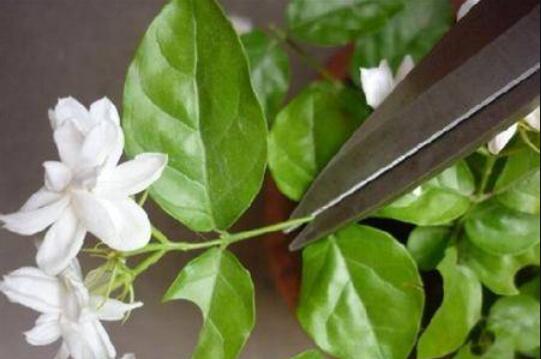 茉莉花剪枝.jpg
