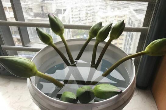 鲜花浇水.jpg