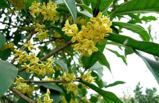 桂花树.jpg