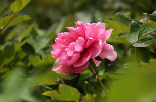 牡丹开花时间.jpg