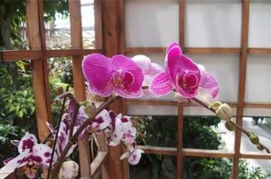 香妃蝴蝶花的价值.jpg