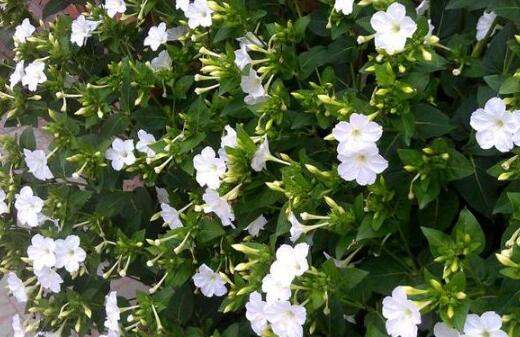 夜来香的种植方法.jpg