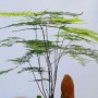 文竹的含义(文竹的含义和象征意义)