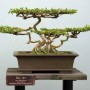 盆景造型取名(盆景园艺名字大全)