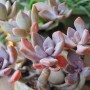 观音莲的寓意和象征风水(观音莲的寓意是什么)