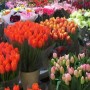 上海鲜花