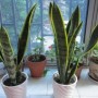 小虎皮兰夏天养殖(虎皮兰夏天养殖方法和注意事项)