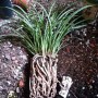 兰花植料配比图(兰花植料怎样配比)