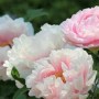 芍药的意义象征(芍药象征意义是什么)