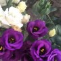 洋桔梗花语象征与寓意(洋桔梗的花语和寓意是什么)