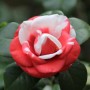 茶花喜水吗(茶花喜水还是喜旱)