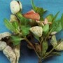杜鹃花病虫害图谱(杜鹃花病虫害图片及解决方法)