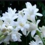 晚香玉花语(晚香玉花的寓意是什么)