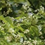 香樟花香味(香樟花色)