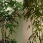 毛竹种植方法(毛竹的种植方法)