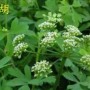 常见伞形科植物有哪些(伞形科植物的科属特征)