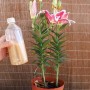 自制水培花肥(自制浇花水肥)