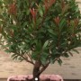 赤楠开花香吗(小叶赤楠开花香吗)