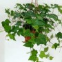 北方常见的藤本树木(北方耐寒的藤本类植物)