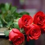 鲜花实用小知识