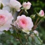 月季花喜欢水吗？