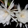 昙花喜阴还是喜阳(昙花的扦插繁殖方法)