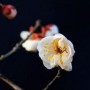 暗香花卉什么意思(暗香花语是什么意思)