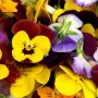 三色花花语(三色花的花语)