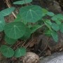 千金藤养殖(千金藤怎么养)
