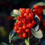 火棘的花语(沙棘的花语)
