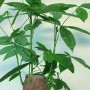 树桩催芽方法(树桩催芽方法赤霉素)