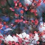 两个字的花的名字