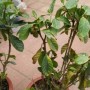 栀子花叶子(栀子花叶子尖发黑枯萎像烧焦)