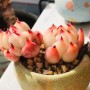 水蜜桃多肉怎么养(水蜜桃多肉怎么养护)