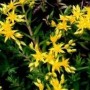 景天科植物种类(景天植物有哪些品种)