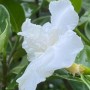 白蟾是什么(介绍白玉蟾花)