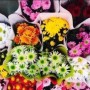 玉泉营花卉市场(玉泉营花卉市场营业时间)