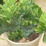 麒麟掌花的寓意和象征意义(麒麟掌的寓意是什么)