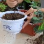茶花用什么样土养好(茶花用什么土来养)