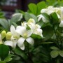 米兰花的寓意和象征风水(米兰花的养殖方法和注意事项)