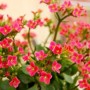 长寿花可以放在室内吗(长寿花适合放室内吗)