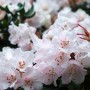杜鹃花什么时候季节开花(杜鹃花一般几月份开花)