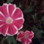 牵牛花角(野生牛角花)