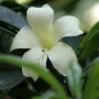 非洲茉莉是否会开花(非洲茉莉是否会开花呢)
