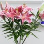 水培鲜花怎样才能持久（水培鲜花多久换一次水）