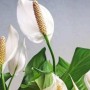 白掌的象征(白掌的寓意)