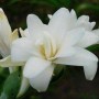 晚香玉开花时间(晚香玉开花时间表)