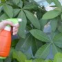 花草土壤里的小飞虫怎么处理(花草土壤里的小飞虫怎么处理好)