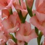 安徽省特色花卉(适合安徽种植的花卉)
