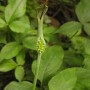 花开半夏含义(花开半夏意思是什么)